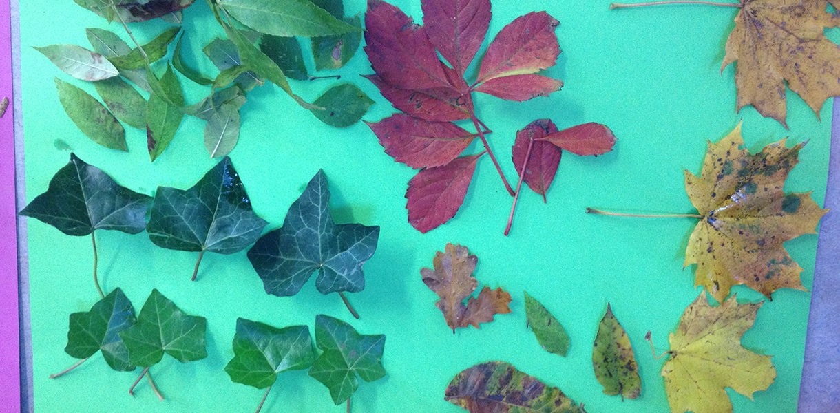 Mehrere unterschiedlich farbige Blätter auf einem Plakat